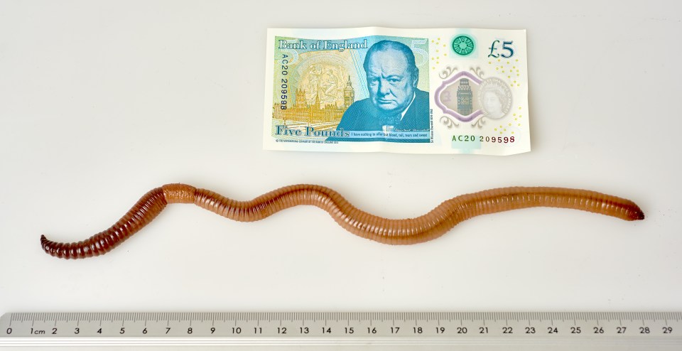  At 40cm long Dave the worm is a record breaker - and will remain part of the museum's collection