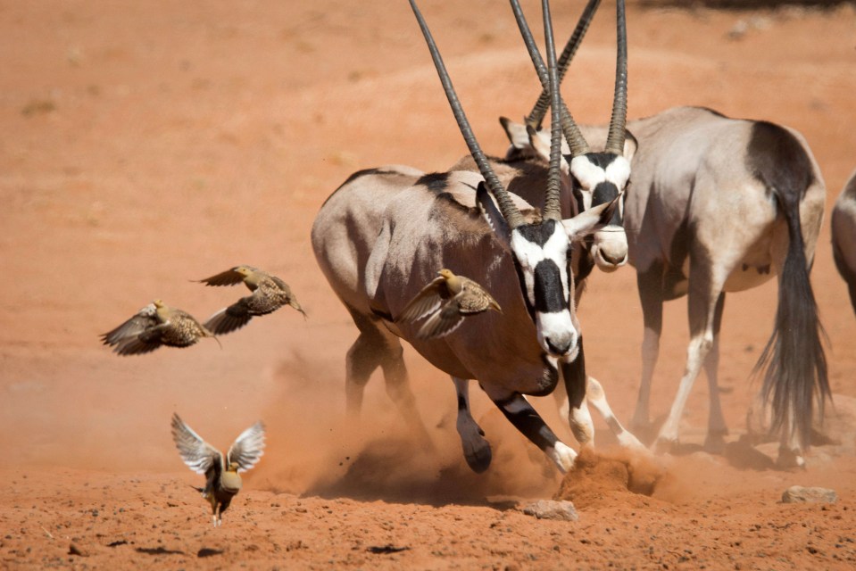  Viewers opted to watch David Attenborough's stunning Planet Earth II over X Factor on Sunday