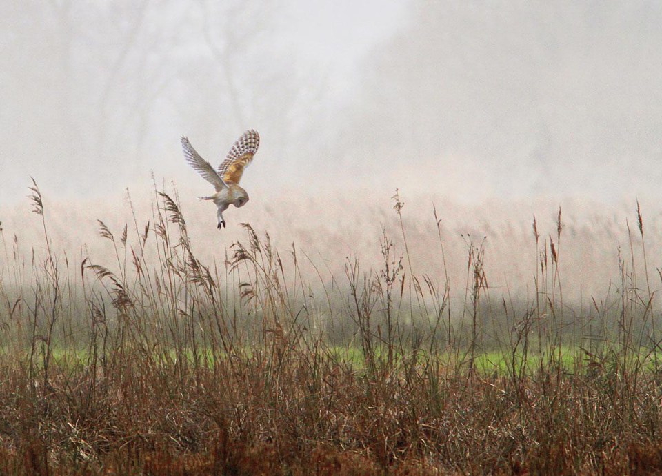 February's picture: Twilight Hunter by Tony Howes