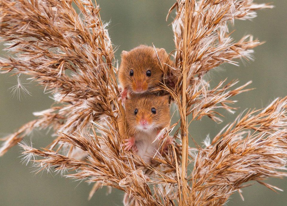 August's photo: Harvest Twice by Bob Morgan