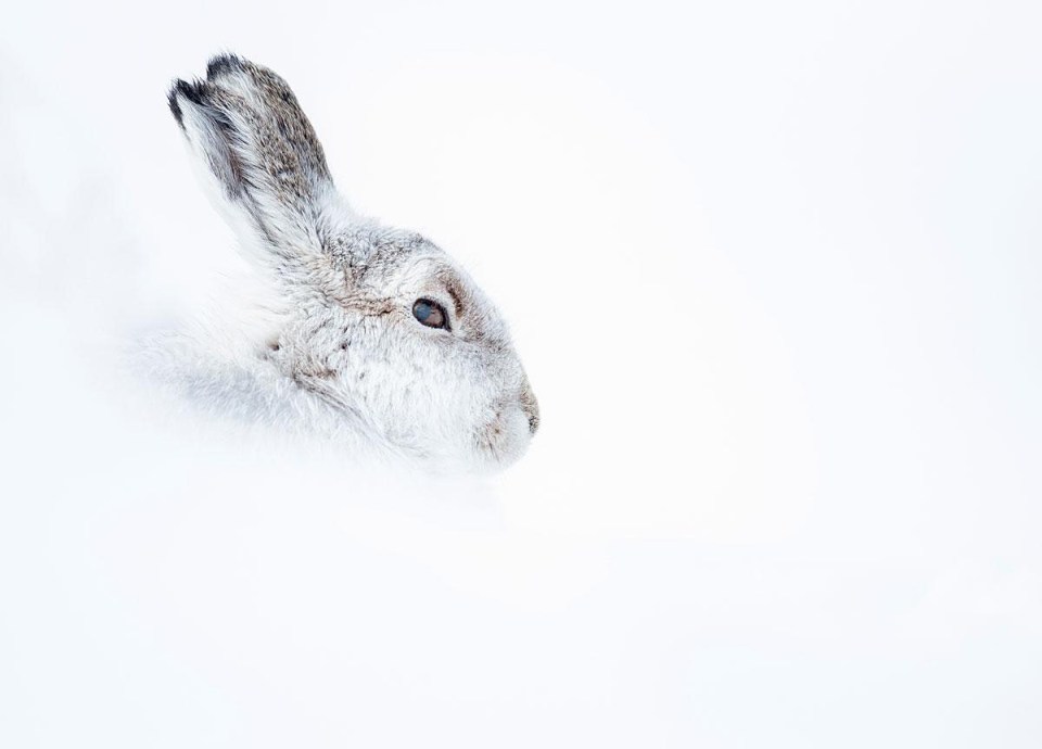 January's picture: Morning Hare by John Evans