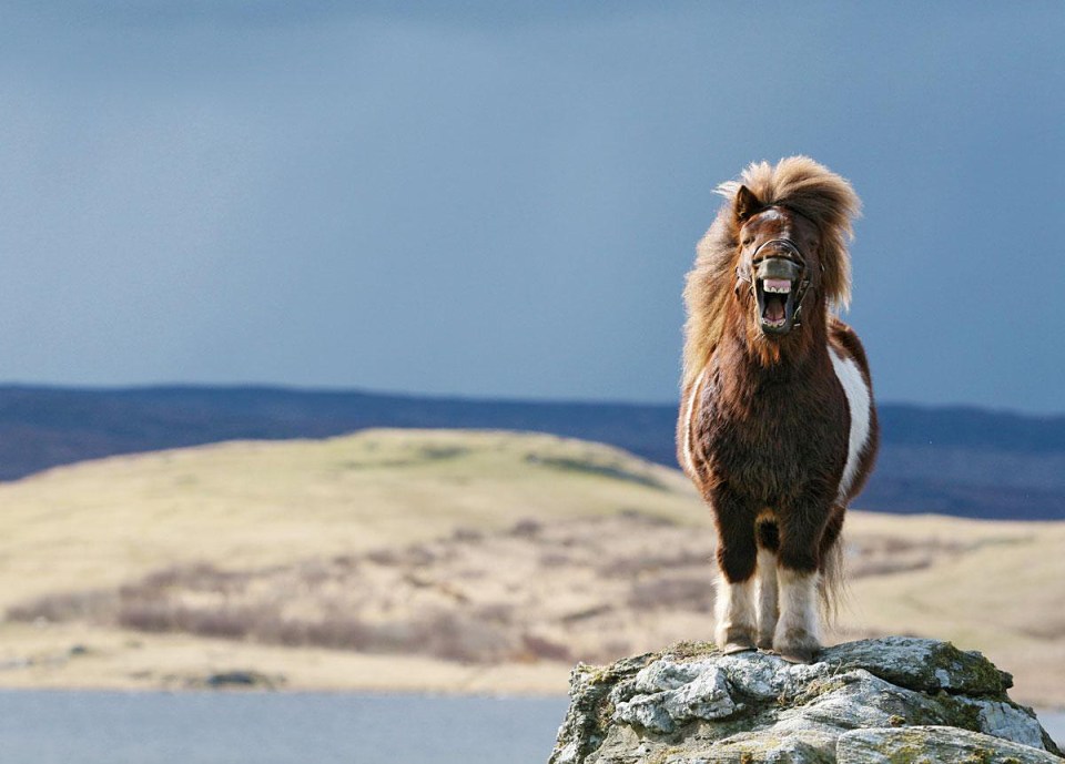 July's photo: Shetland Smiler by Elaine Tait