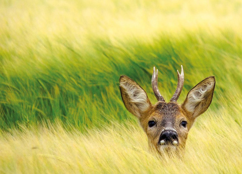 March's photo: Buck Up by Jo Soanes