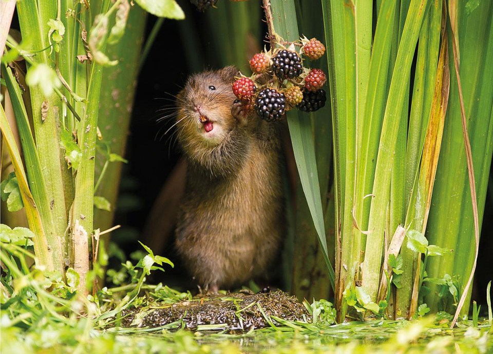 Dean Mason, won the photography competition with his photo 'Berry Brunch'