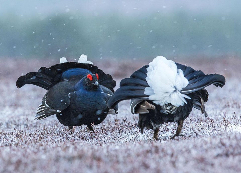 November's photo: Sunrise Standoff by Helena Spinks