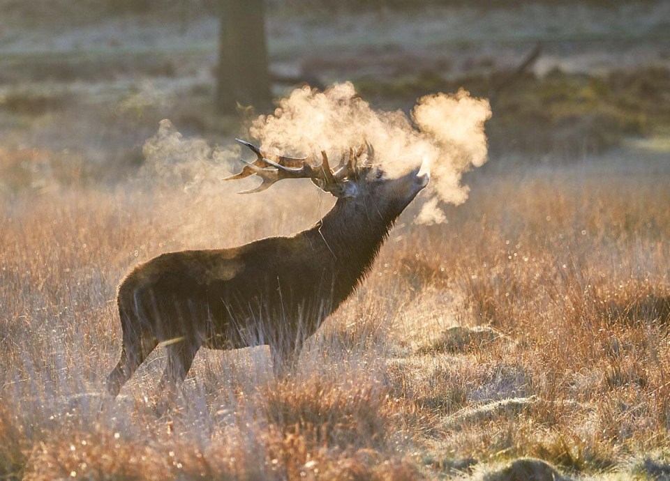 December's photo: Monarch of the Morning by David Hawkins