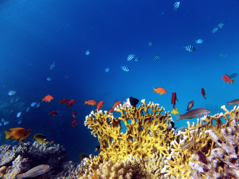  Diving and snorkelling are two of the most popular activities on the Red Sea, where marine life can rival that in the Caribbean