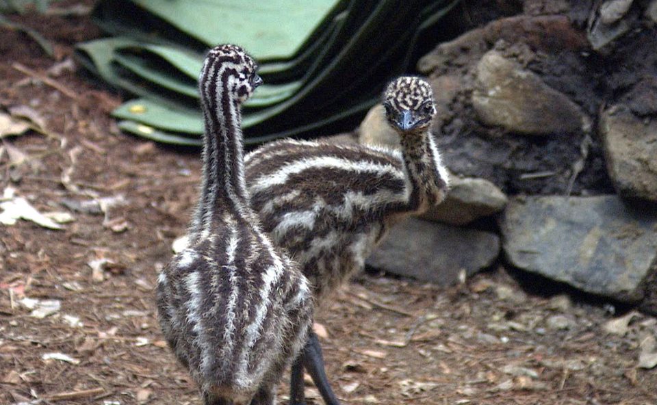  Baby emus can often be seen roaming free around the Aussie jungle camp