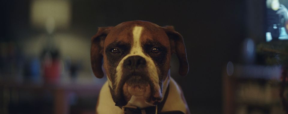 Buster is not happy when he realises he can't join the other animals jumping on the trampoline