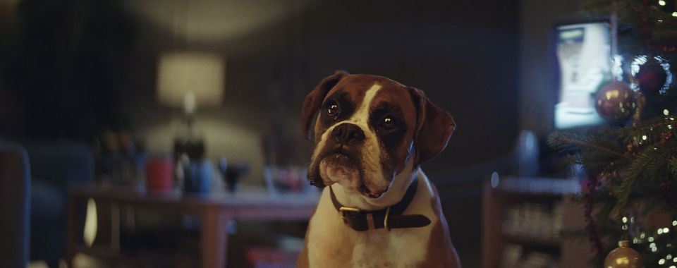 Biff, who plays Buster, is described as a 'complete gent' by his handler