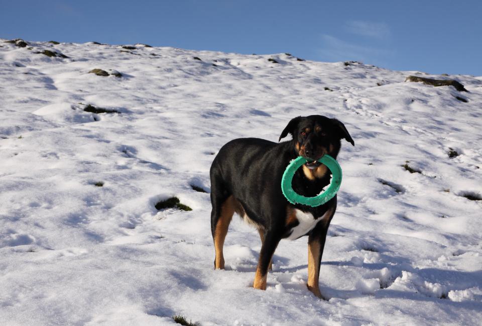  A dog in Co Durham doesn't let the snow interfere with his weekend plans