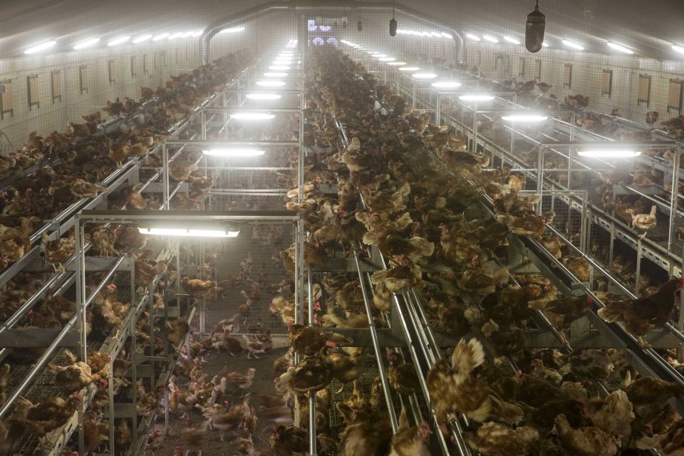  This chicken farm in Bergentheim, Holland, is on lockdown amid a bird flu outbreak