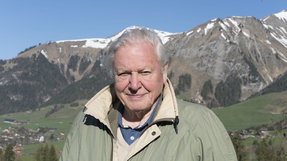 Fans of the David Attenborough series will be able to watch herds of the antelope in Sunday's episode