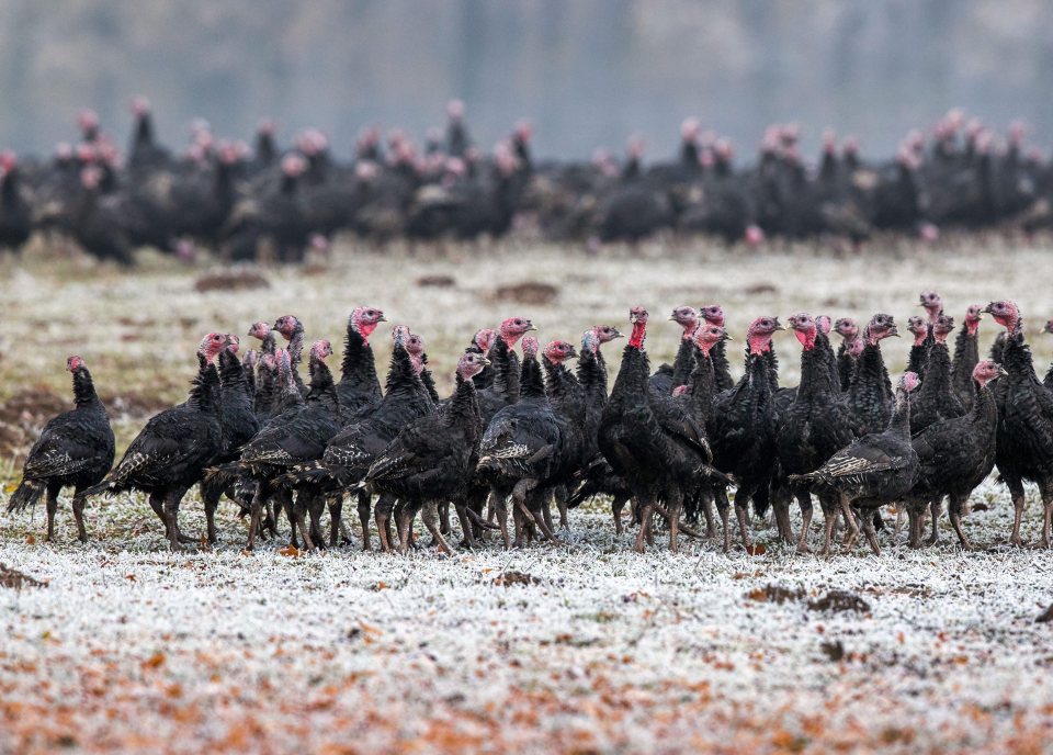  A turkey farm in Ziesluebbe, Germany, has had to take action to prevent its flocks being infected