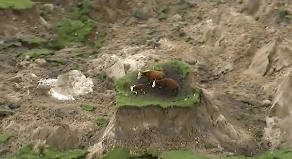  A group of cows are left stranded on a patch of grass after ground around them collapsed near Kaikoura