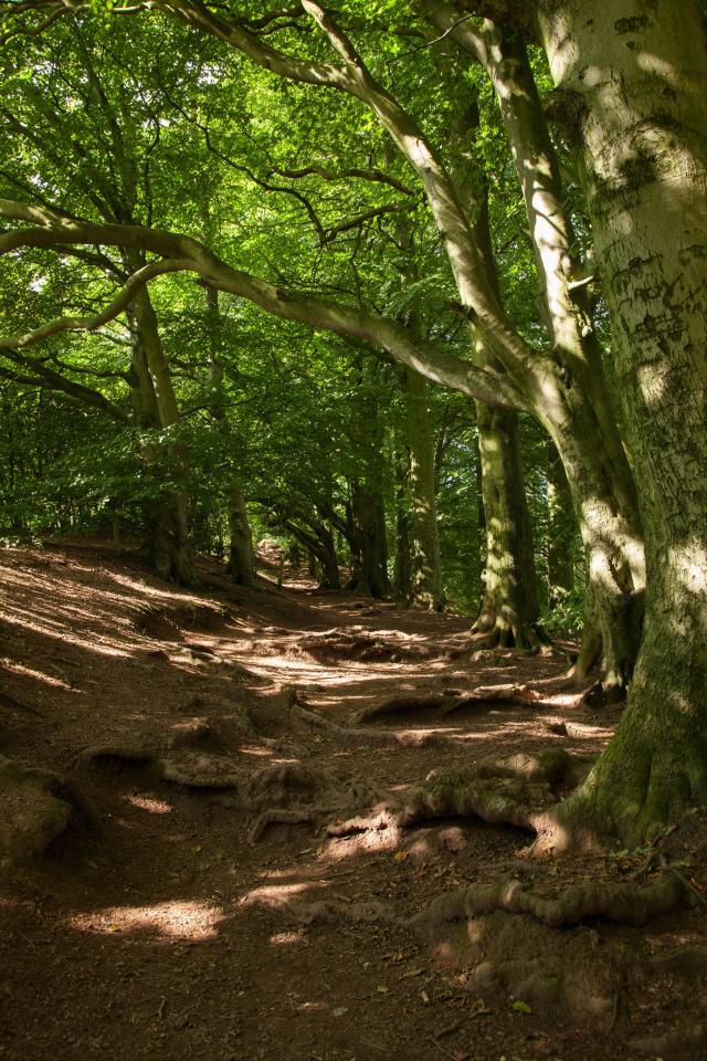  The body was discovered in Hagley Woods, Worcestershire