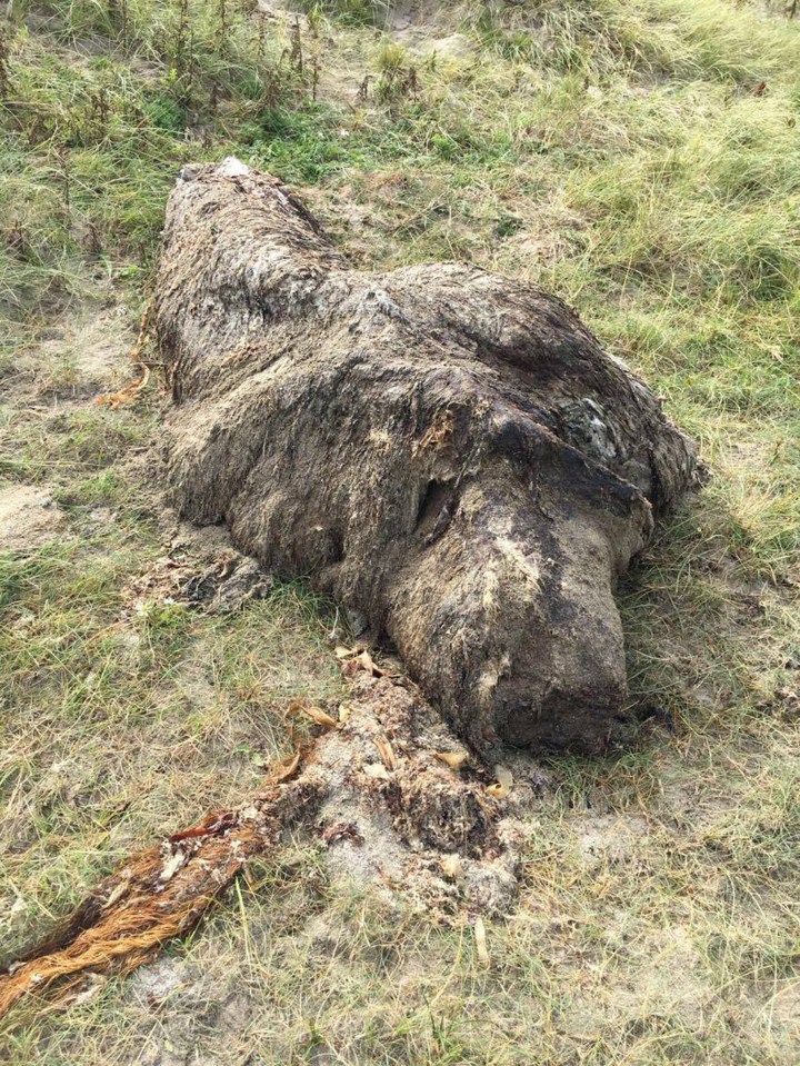  Could this furry object on a beach in the Hebrides be a polar bear carcass?