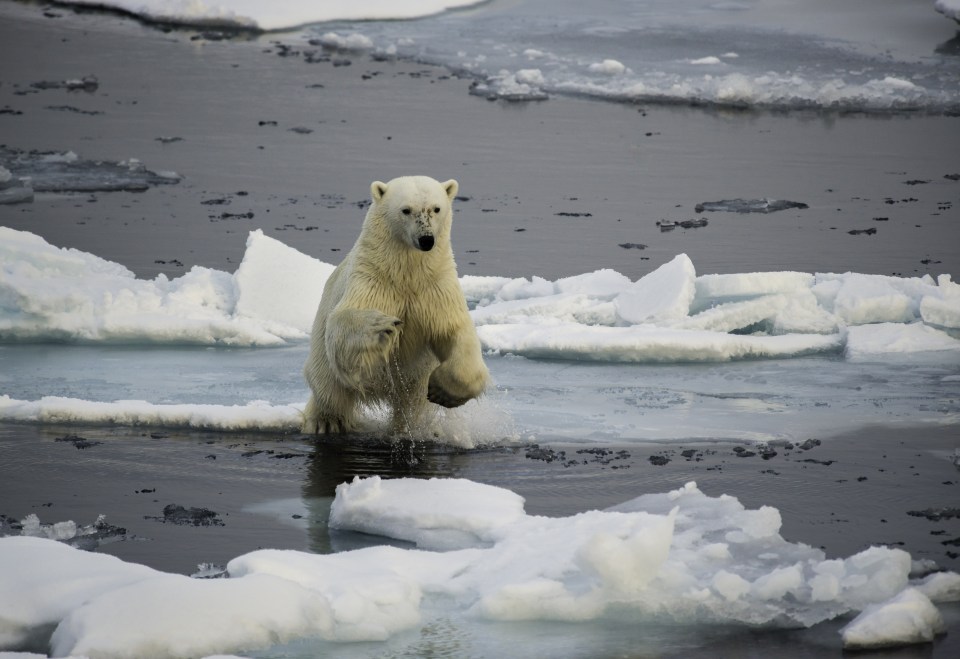  Polar bears hunt on ice floes, like this one north of Svalbard in Norway, and have been known to drift on icebergs