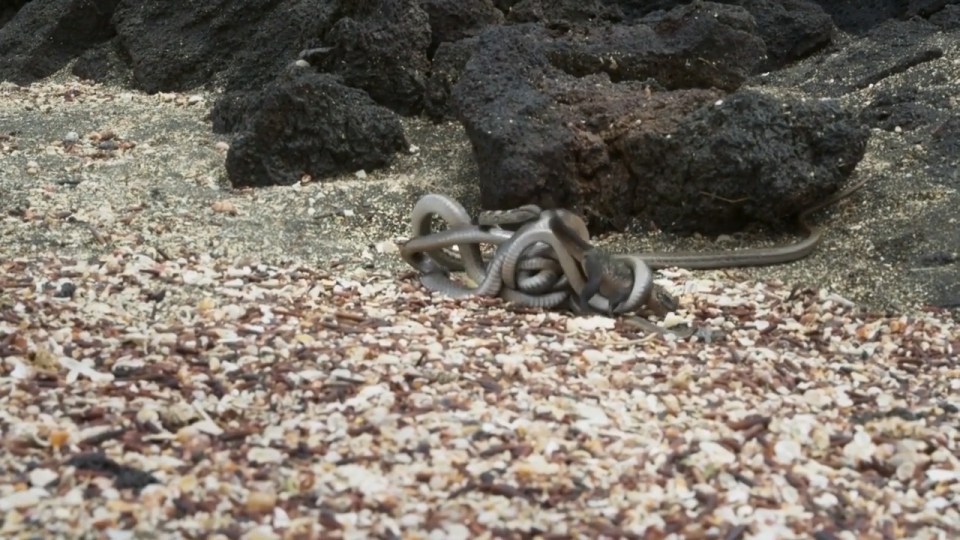  Showdown: The moment a baby iguana faced a pack of snakes was nailbiting