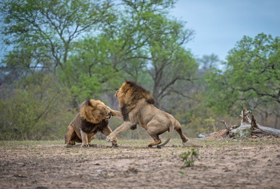  They were captured swinging at each other with their paws