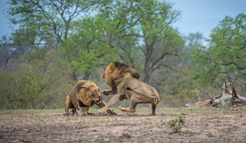  The fierce lions bare their teeth as they launch at each other