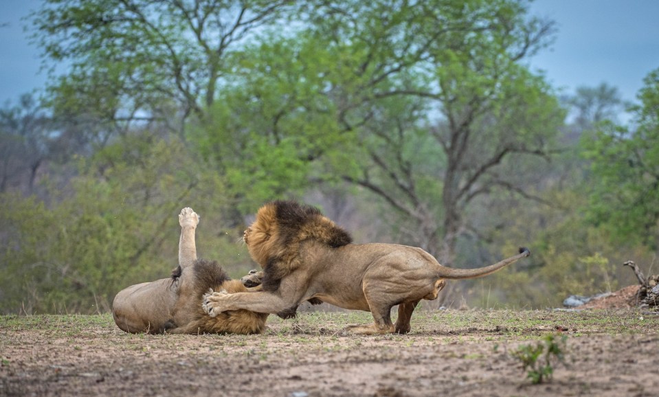  They growled and slapped each other until one male was on the ground