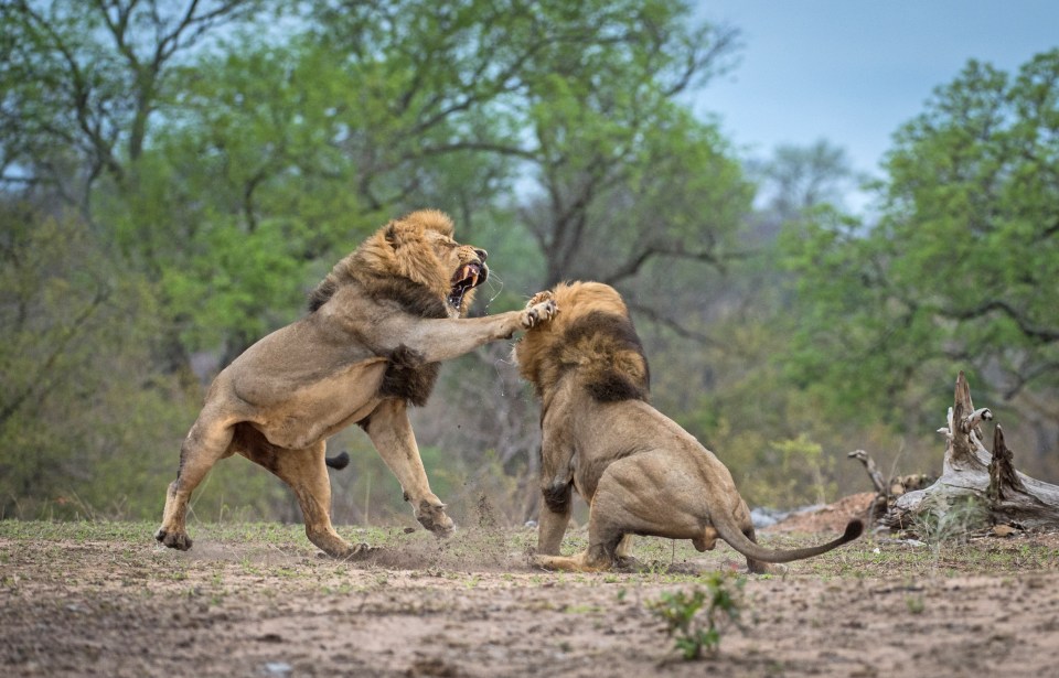  The intense scuffle happened in Kruger, South Africa