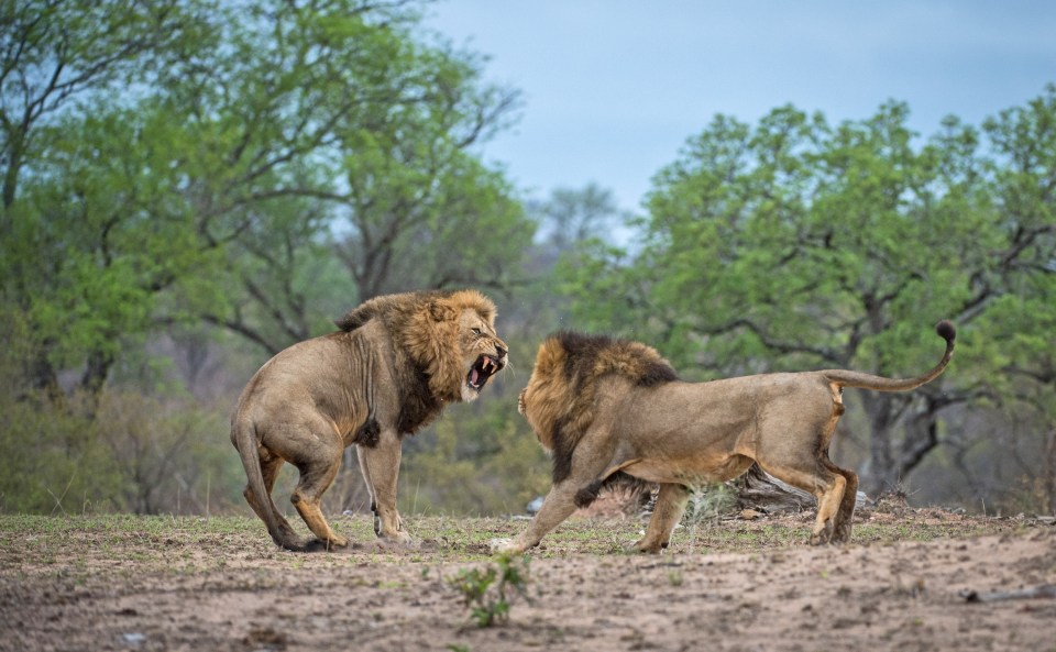  Corlette Wessells, a photographer, from Johannesburg, captured the dramatic scene unfold