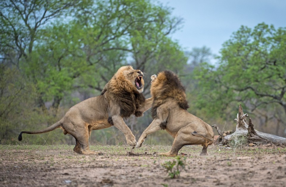  The two lions, believed to be brothers, were captured on camera having a dramatic fight