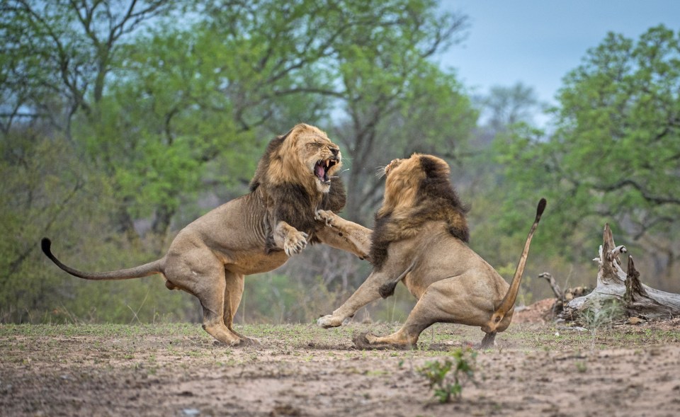  The pair began ferociously roaring at one another before things got physical