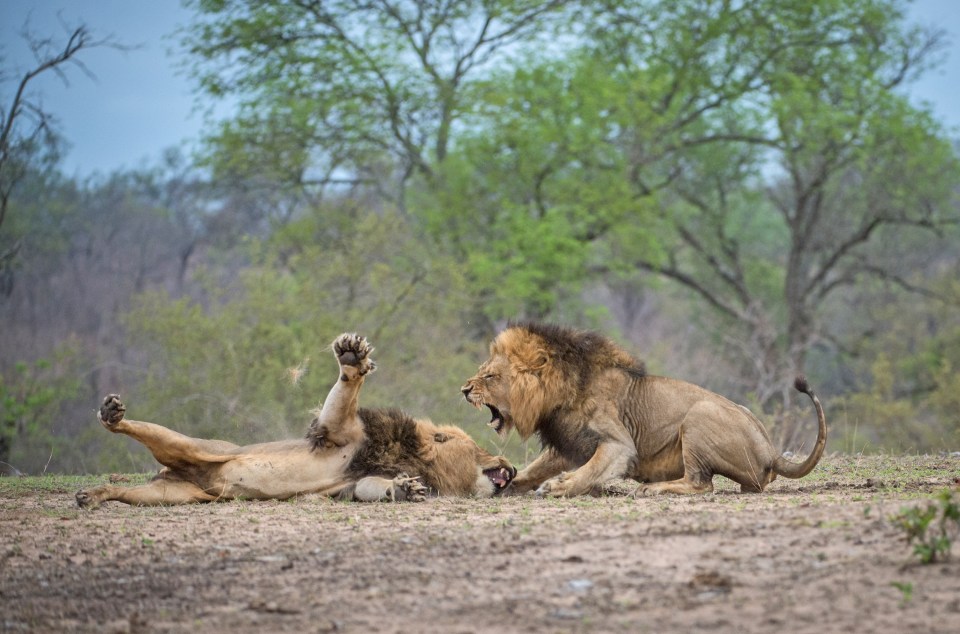  After a few intense blows, the pair wrestled on the ground