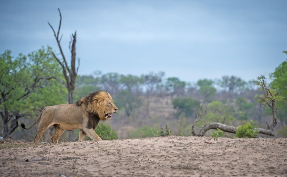  None of the lions were seriously hurt after the intense fight