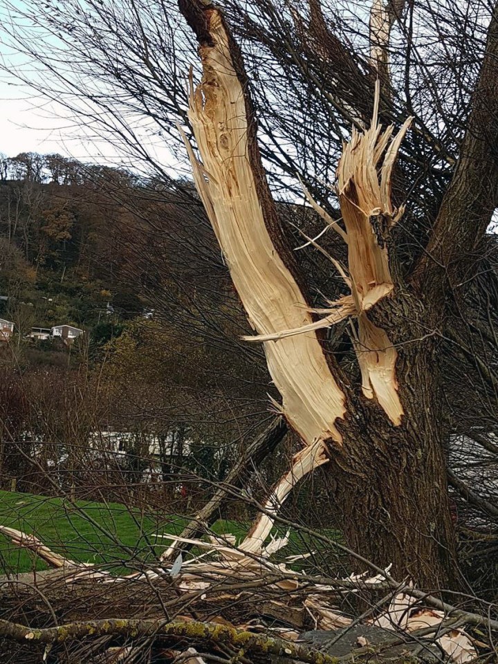  Trees were ripped apart in the gusts of wind that tore through Aberystwyth