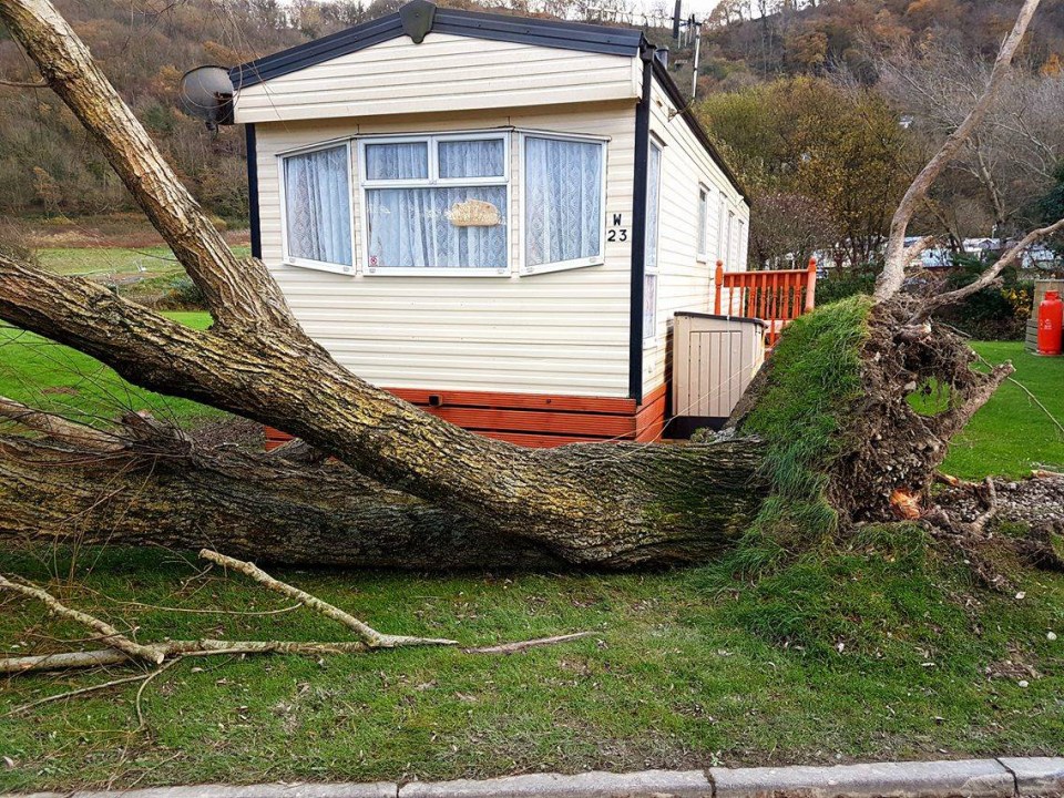  A caravan owner had a lucky escaped after an uprooted tree almost destroyed their caravan