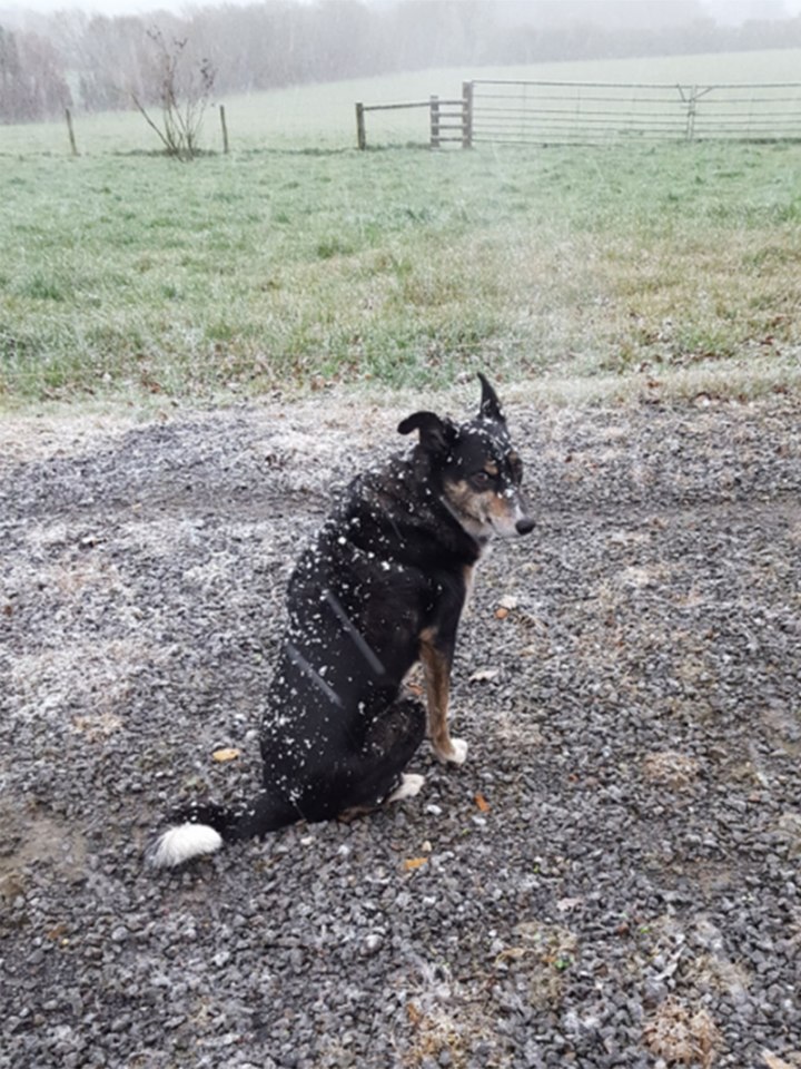  This pooch was pictured looking a bit chilly as the white stuff fell around him in Devon