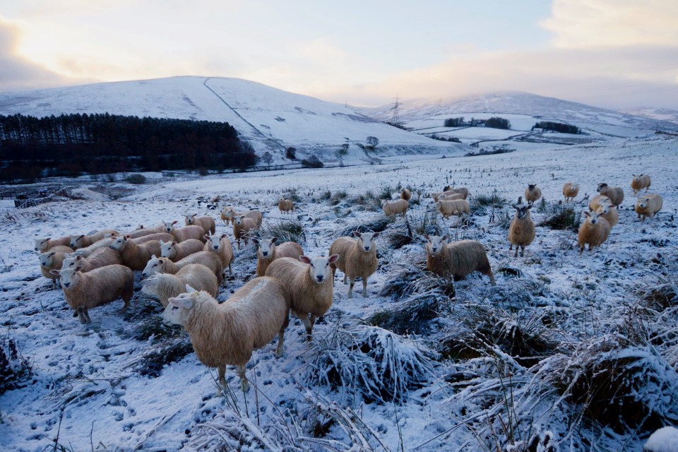  Sheep huddle in heavy snow near Leadhills, South Lanarkshire, with wintry weather affecting parts of Scotland