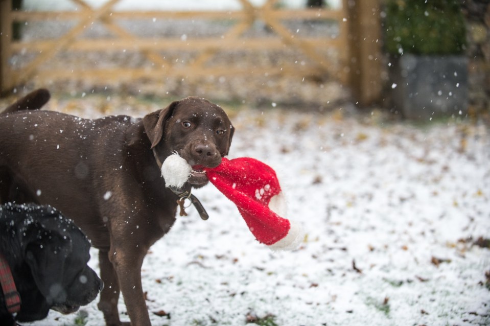  A Labrador was snapped playing with a Santa hat as the snow fell in the village of Foolow, Derbys.