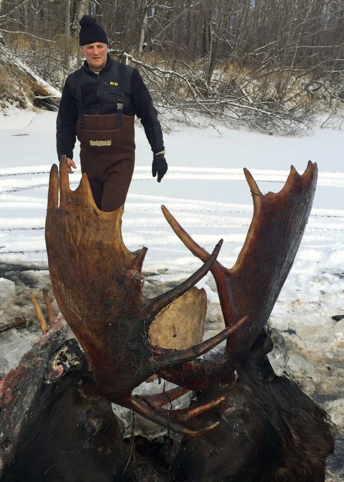  The animals were likely fighting over a female moose