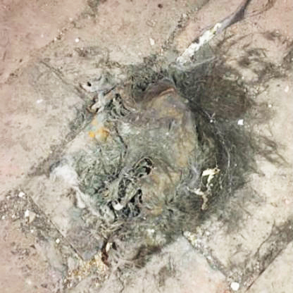  The tenants claim the found the rotting corpse of a rat in the cellar in Nottingham