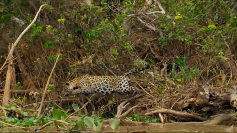  The jaguar pounces on the unsuspecting caiman crocodile