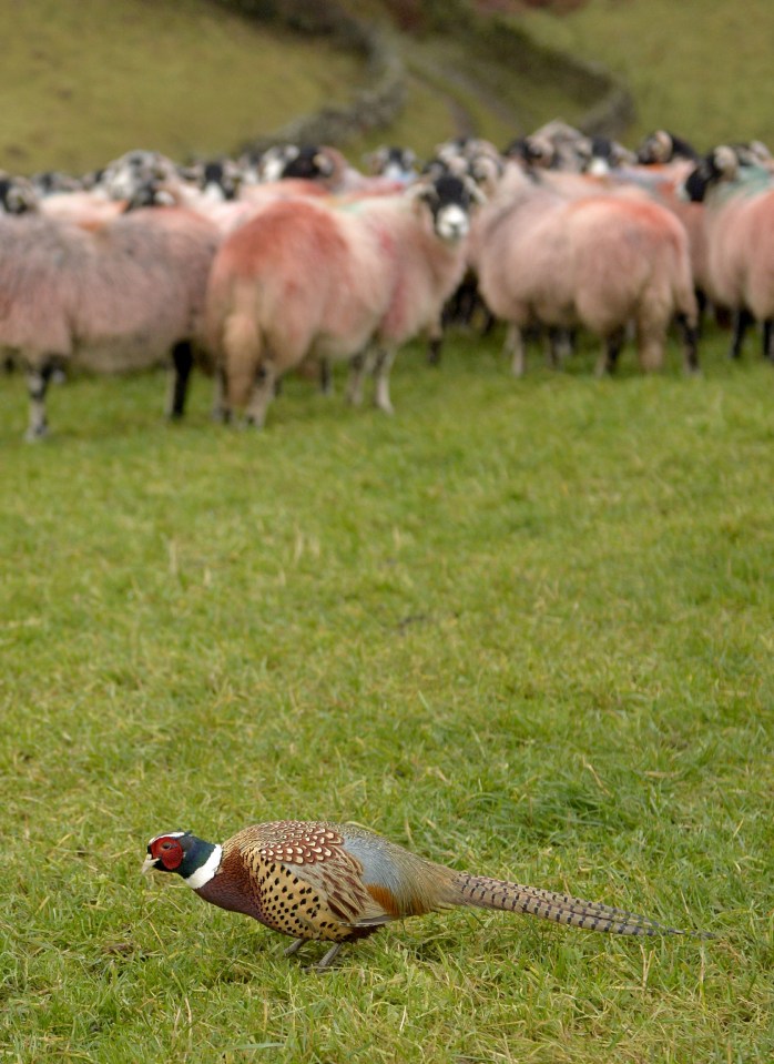  The mystery pheasant meets the farmer every morning to help round up his sheep