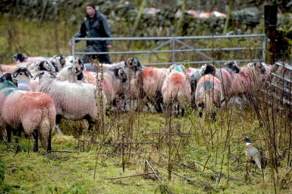  Chris insists the brave bird isn't even scared of his sheepdog