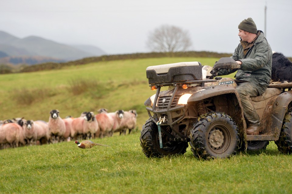  Farmer Chris Purdham has compared the bird's antics to the critically acclaimed motion picture Babe (1995)