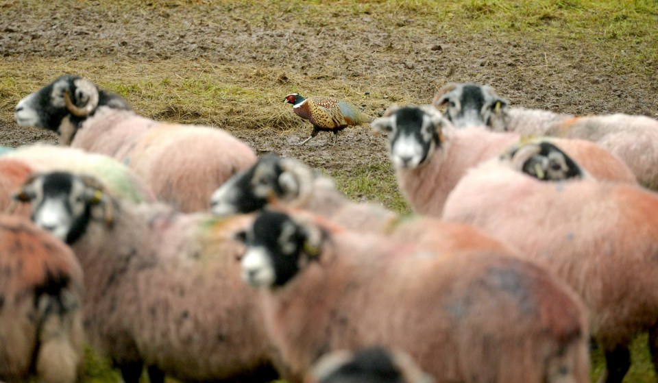  The pheasant is seen around Chris' farm every day