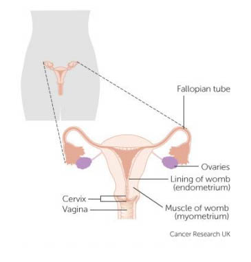 The female reproductive system