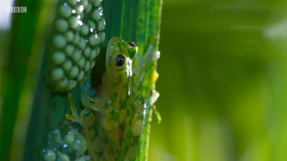  No matter what your size, life in animal kingdom is intense