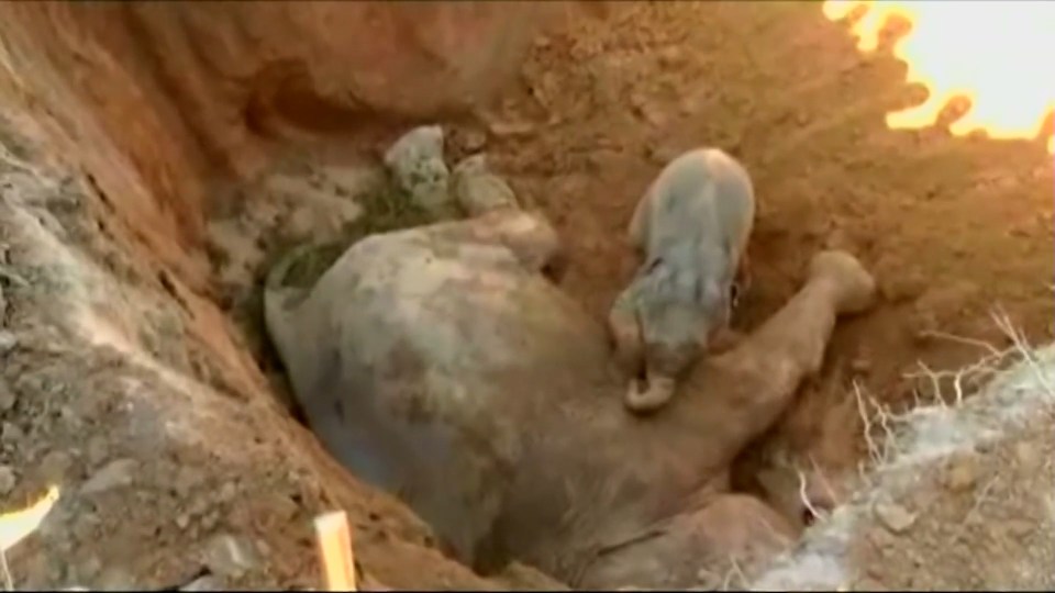 The mother elephant is believed to have been knocked unconscious by the fall, and suffered a broken leg.