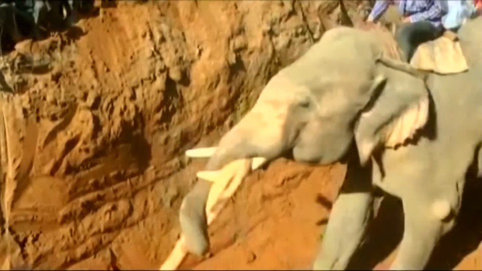 The mother elephant is believed to have been knocked unconscious by the fall, and suffered a broken leg.