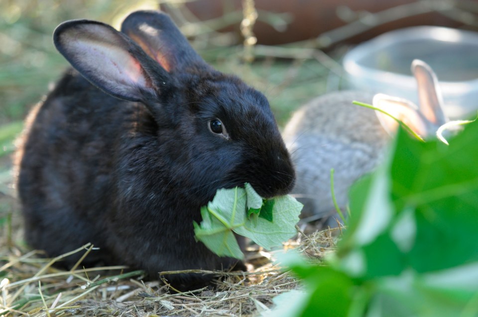 Black rabbit eating