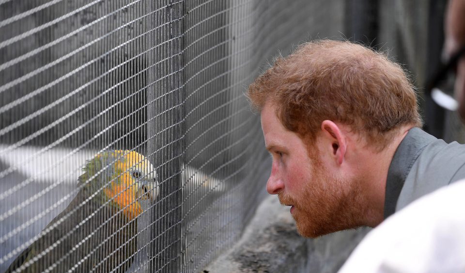  Snubbed ... parrot refused to respond to the Prince, despite being trained to say hello and good morning